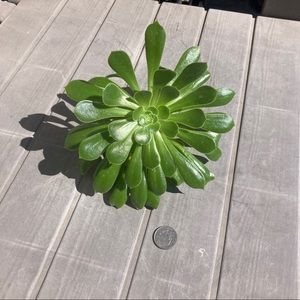 kytomboy2006 aeoniums